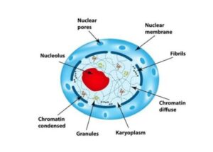 Function of Nucleus Class 9