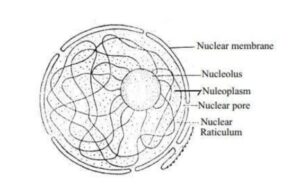 Diagram of Cell Nucleus